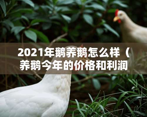 2021年鹅养鹅怎么样（养鹅今年的价格和利润怎样）