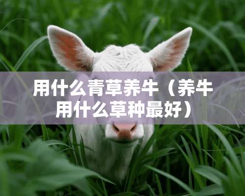 用什么青草养牛（养牛用什么草种最好）