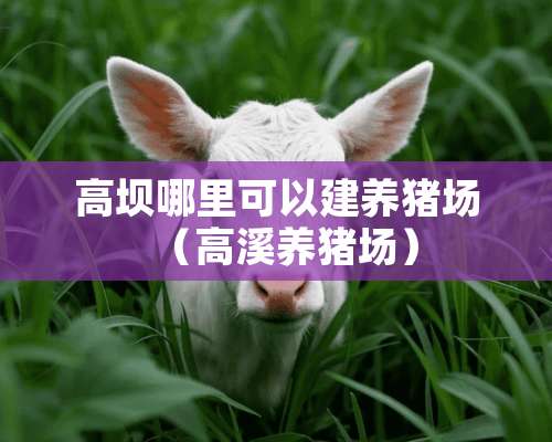 高坝哪里可以建养猪场（高溪养猪场）