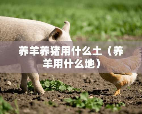 养羊养猪用什么土（养羊用什么地）