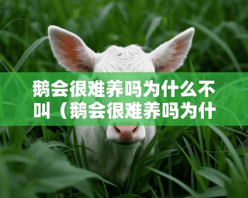 鹅会很难养吗为什么不叫（鹅会很难养吗为什么不叫鹅）