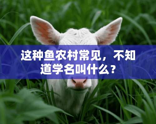 这种鱼农村常见，不知道学名叫什么？