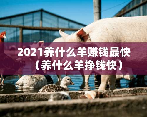 2021养什么羊赚钱最快（养什么羊挣钱快）