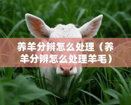 养羊分辨怎么处理（养羊分辨怎么处理羊毛）