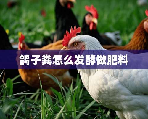 鸽子粪怎么发酵做肥料