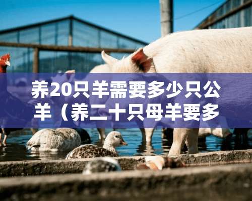 养20只羊需要多少只公羊（养二十只母羊要多少钱）