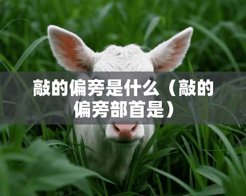 敲的偏旁是什么（敲的偏旁部首是）