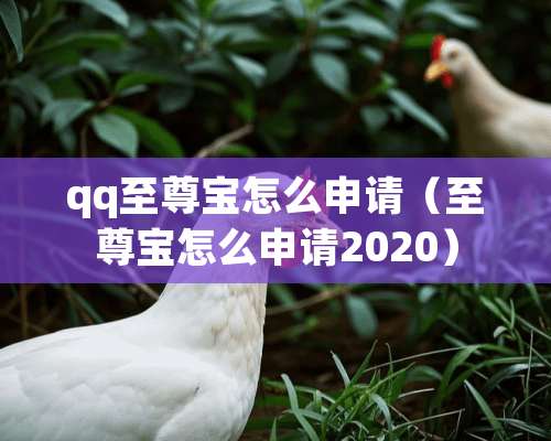 qq至尊宝怎么申请（至尊宝怎么申请2020）