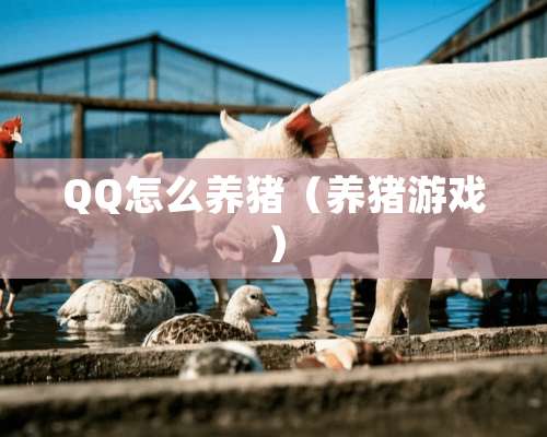 QQ怎么养猪（养猪游戏）