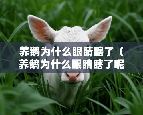 养鹅为什么眼睛瞎了（养鹅为什么眼睛瞎了呢）