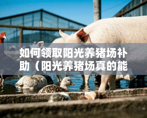 如何领取阳光养猪场补助（阳光养猪场真的能分红吗）