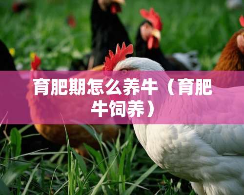 育肥期怎么养牛（育肥牛饲养）