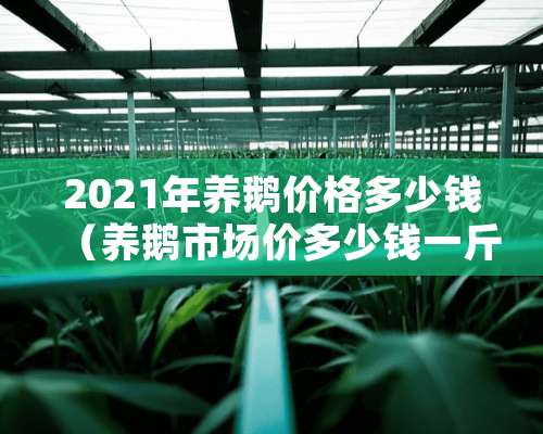 2021年养鹅价格多少钱（养鹅市场价多少钱一斤）