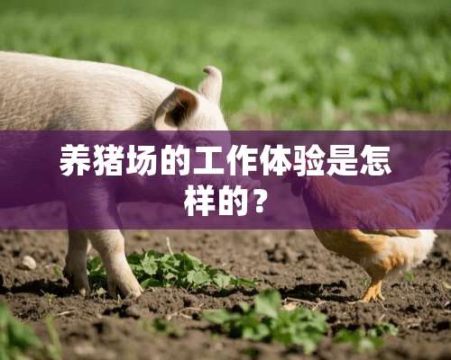 养猪场的工作体验是怎样的？