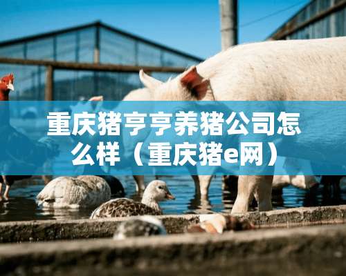 重庆猪亨亨养猪公司怎么样（重庆猪e网）