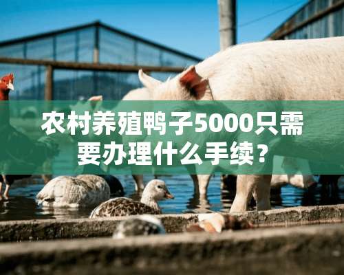 农村养殖鸭子5000只需要办理什么手续？