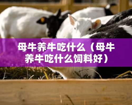 母牛养牛吃什么（母牛养牛吃什么饲料好）