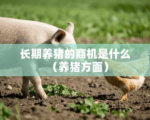 长期养猪的商机是什么（养猪方面）