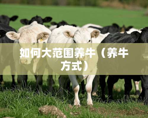 如何大范围养牛（养牛方式）