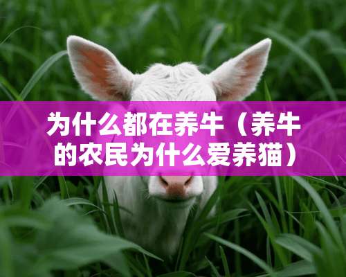 为什么都在养牛（养牛的农民为什么爱养猫）