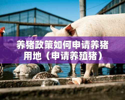 养猪政策如何申请养猪用地（申请养殖猪）