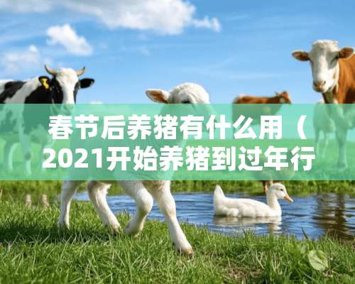 春节后养猪有什么用（2021开始养猪到过年行情会怎么样）