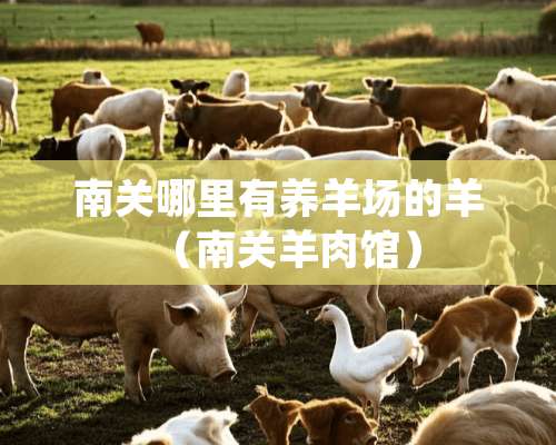 南关哪里有养羊场的羊（南关羊肉馆）