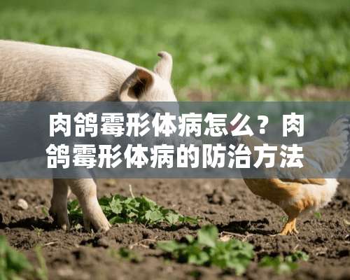 肉鸽霉形体病怎么？肉鸽霉形体病的防治方法介绍