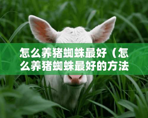 怎么养猪蜘蛛最好（怎么养猪蜘蛛最好的方法）