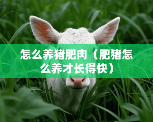 怎么养猪肥肉（肥猪怎么养才长得快）