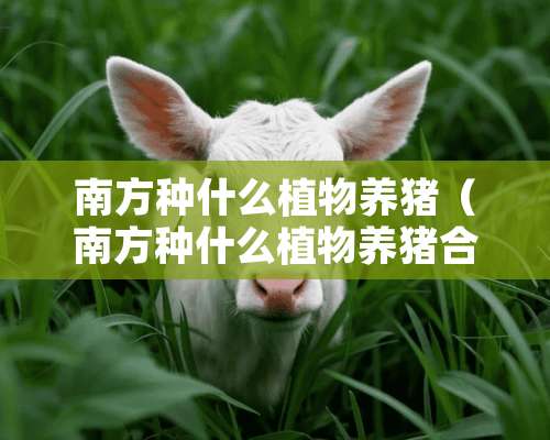 南方种什么植物养猪（南方种什么植物养猪合适）