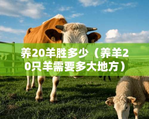 养20羊胜多少（养羊20只羊需要多大地方）