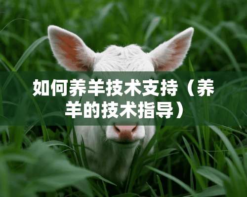 如何养羊技术支持（养羊的技术指导）