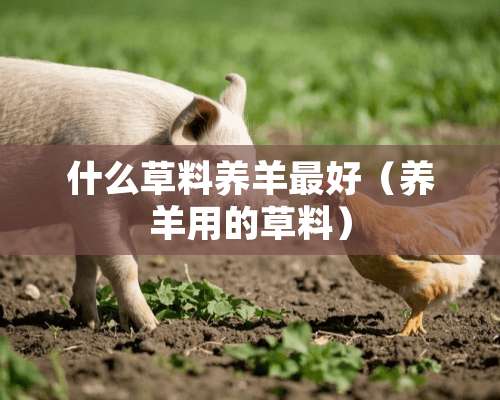 什么草料养羊最好（养羊用的草料）