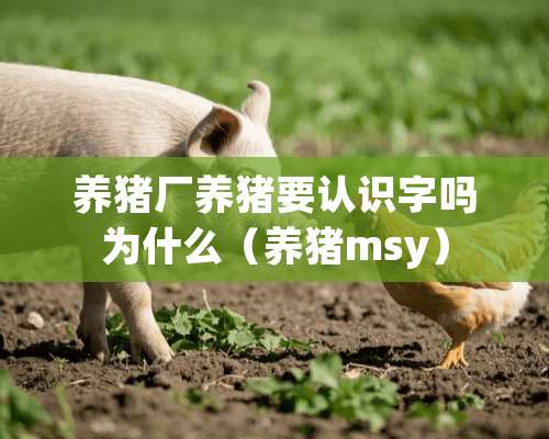 养猪厂养猪要认识字吗为什么（养猪msy）