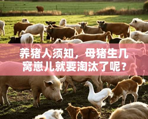 养猪人须知，母猪生几窝崽儿就要淘汰了呢？