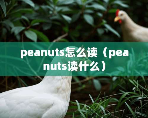 peanuts怎么读（peanuts读什么）