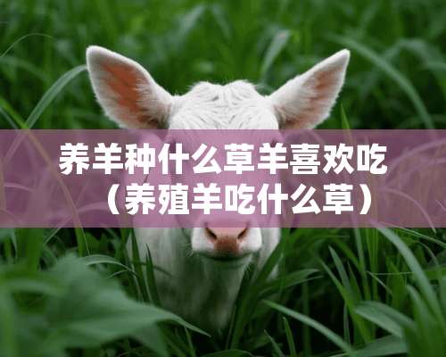 养羊种什么草羊喜欢吃（养殖羊吃什么草）