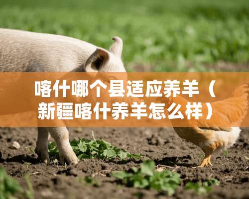 喀什哪个县适应养羊（新疆喀什养羊怎么样）