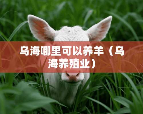 乌海哪里可以养羊（乌海养殖业）