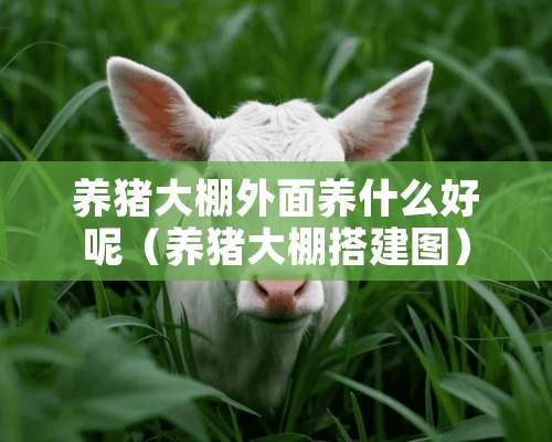 养猪大棚外面养什么好呢（养猪大棚搭建图）