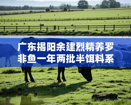 广东揭阳余建烈精养罗非鱼一年两批半饵料系数1.2