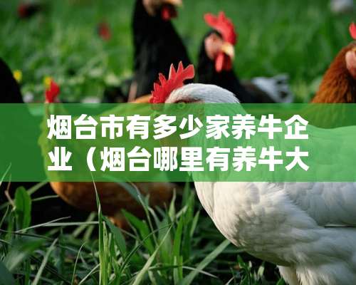 烟台市有多少家养牛企业（烟台哪里有养牛大户）