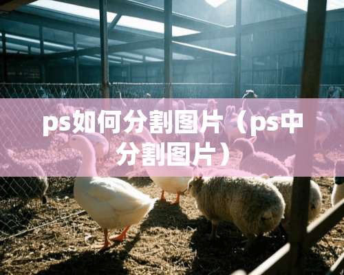 ps如何分割图片（ps中分割图片）