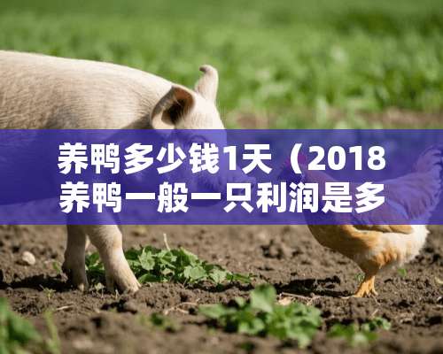 养鸭多少钱1天（2018养鸭一般一只利润是多少钱）