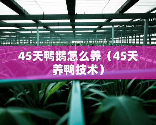 45天鸭鹅怎么养（45天养鸭技术）