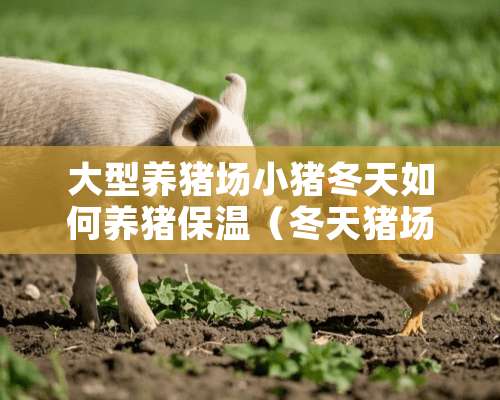 大型养猪场小猪冬天如何养猪保温（冬天猪场保暖用什么好）