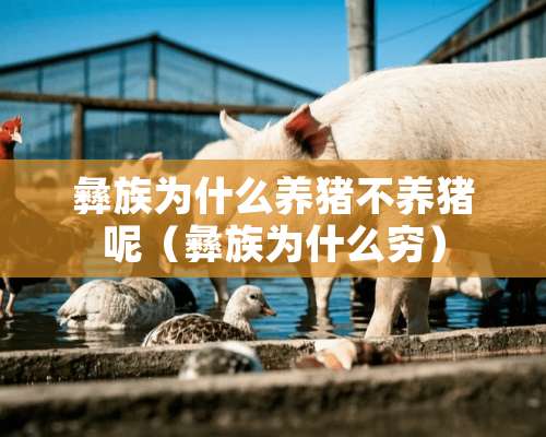 彝族为什么养猪不养猪呢（彝族为什么穷）