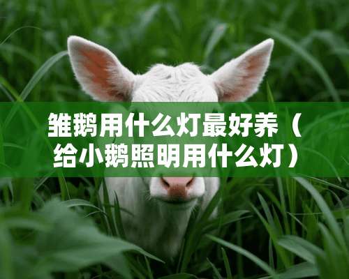 雏鹅用什么灯最好养（给小鹅照明用什么灯）