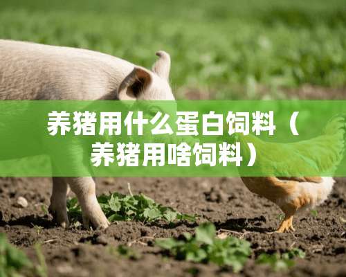 养猪用什么蛋白饲料（养猪用啥饲料）